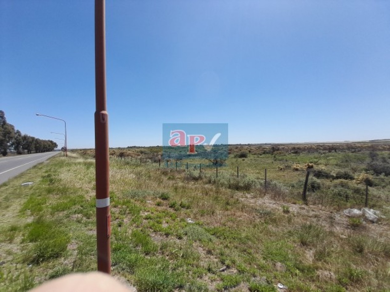VENTA CAMPO 430 HECTAREAS SOBRE RUTA INGRESO A PUNTA ALTA