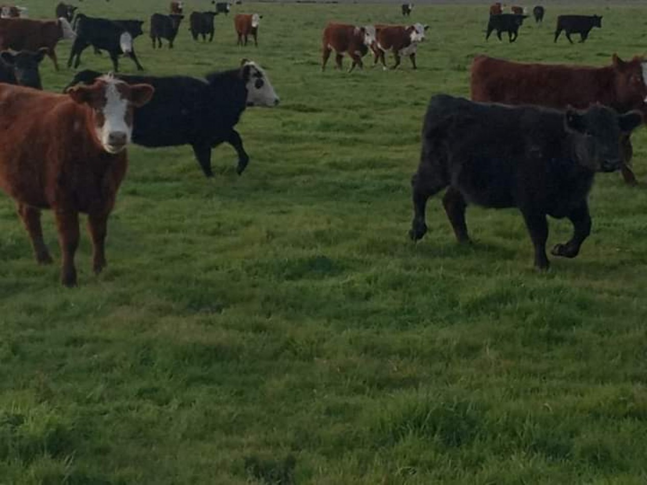 VENTA EXCELENTE  CAMPO 850 HAS - MAIPU - PROV. DE BUENOS AIRES