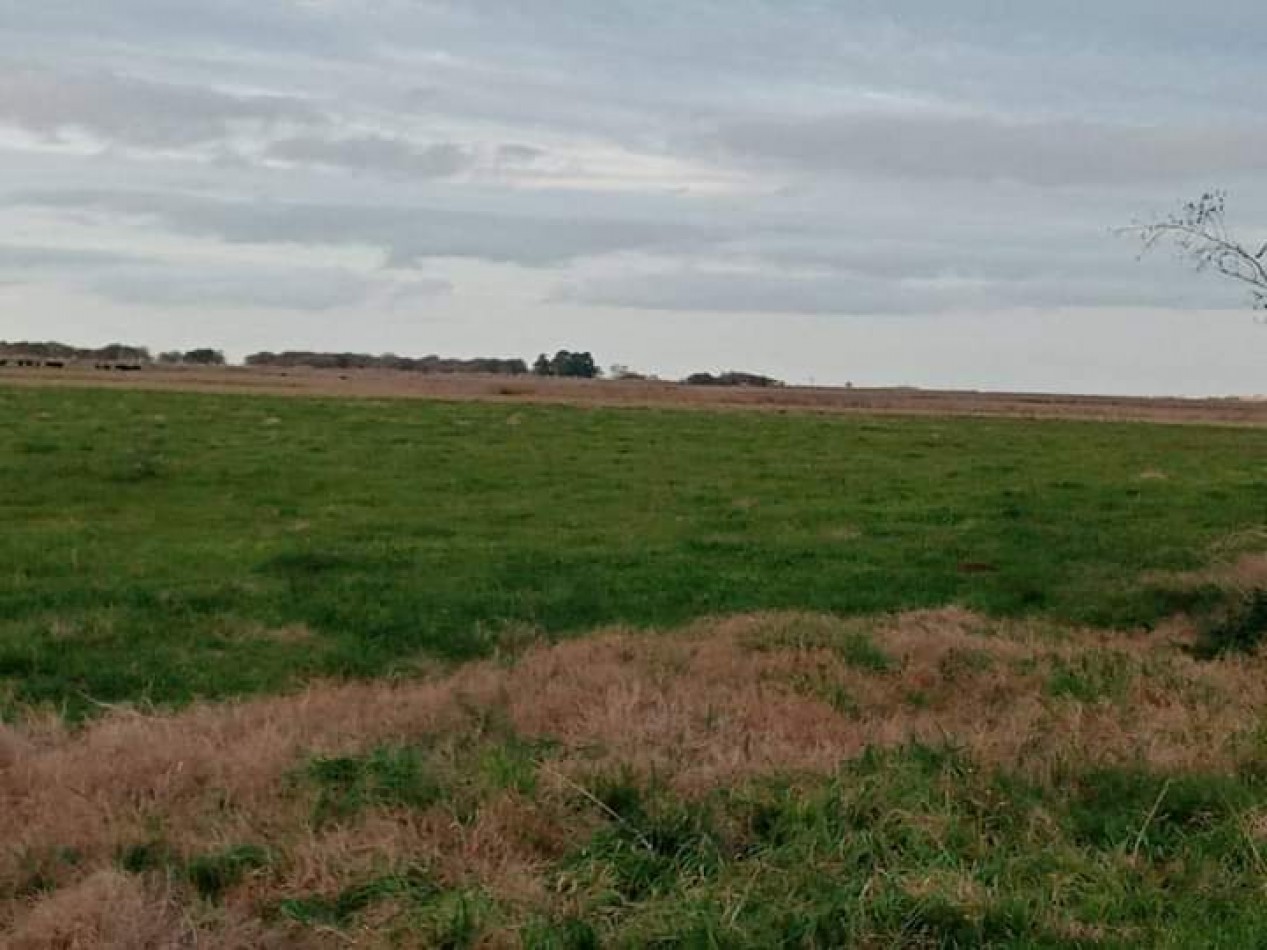 VENTA EXCELENTE  CAMPO 850 HAS - MAIPU - PROV. DE BUENOS AIRES