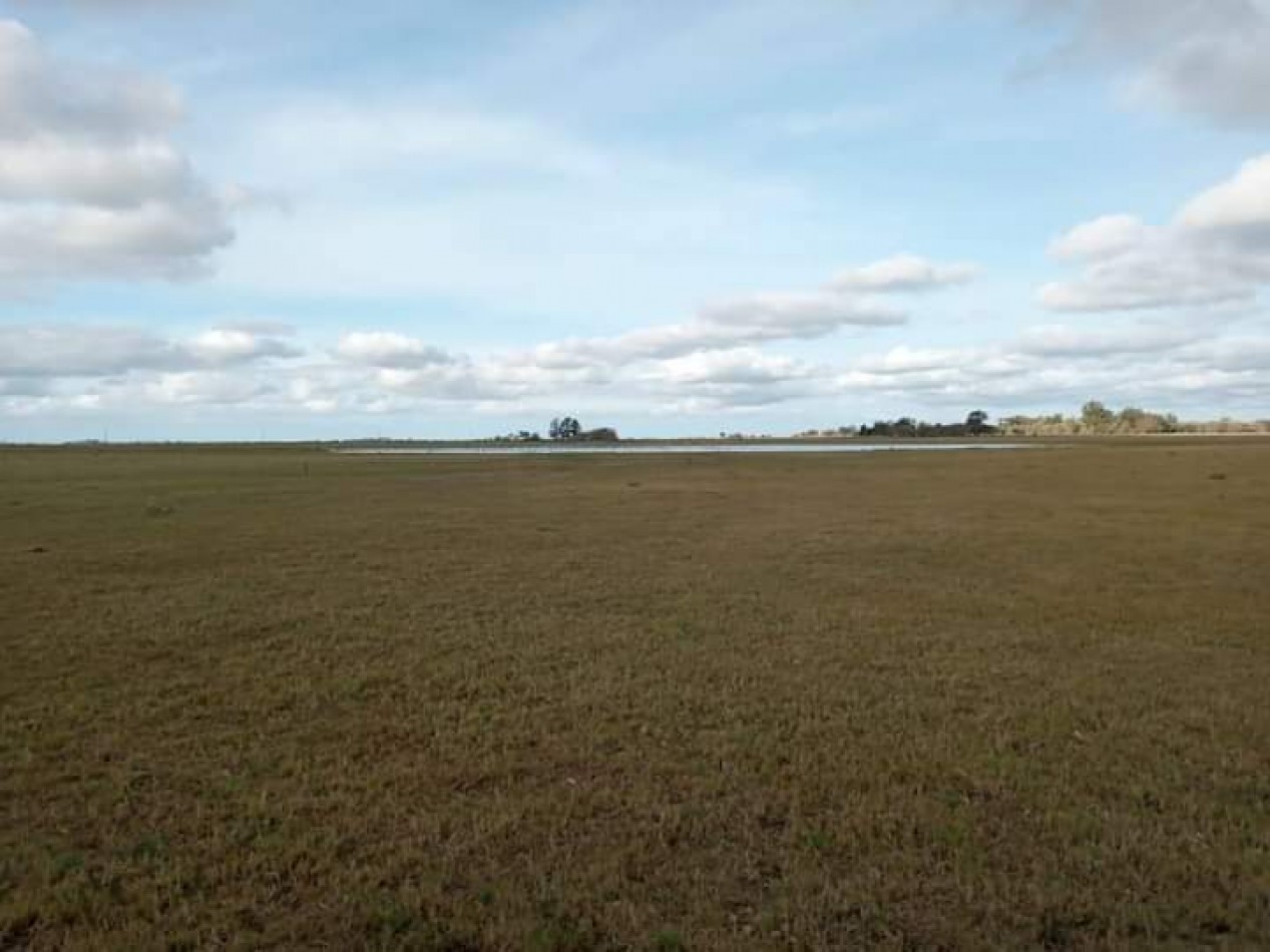VENTA EXCELENTE  CAMPO 850 HAS - MAIPU - PROV. DE BUENOS AIRES