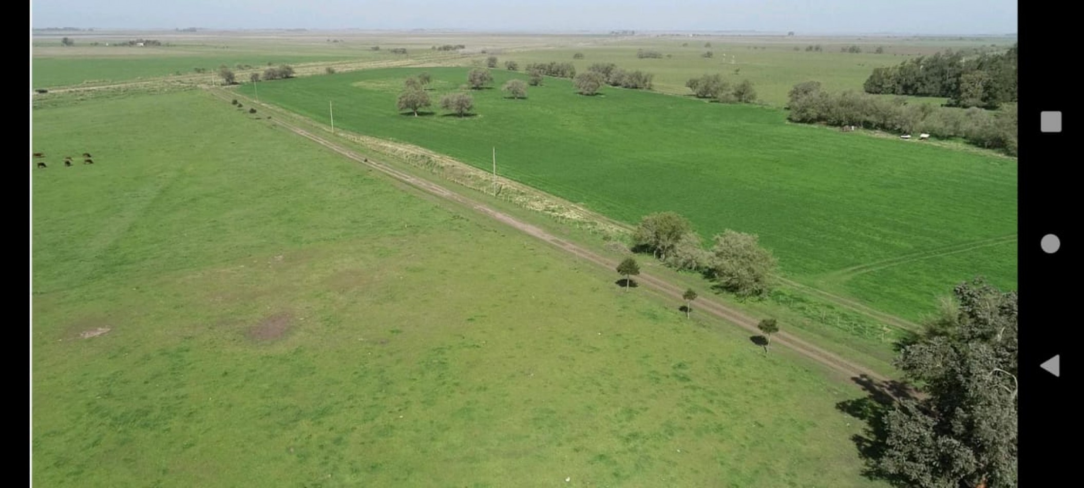VENTA EXCELENTE  CAMPO 850 HAS - MAIPU - PROV. DE BUENOS AIRES