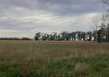 Venta campo 30 Hectáreas a 10 min del centro de Miramar. 